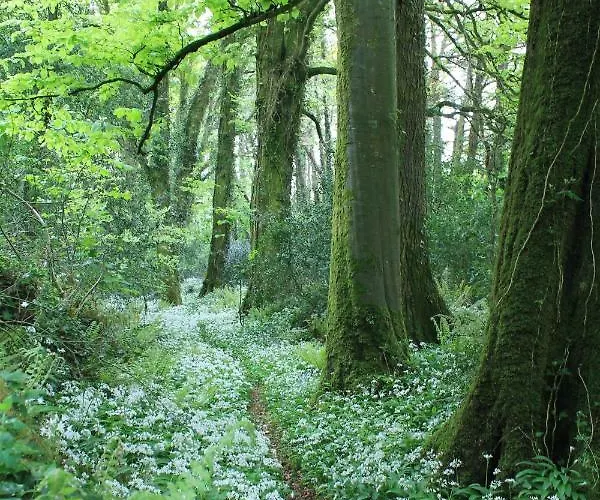 Dromdiah Orman Evi *